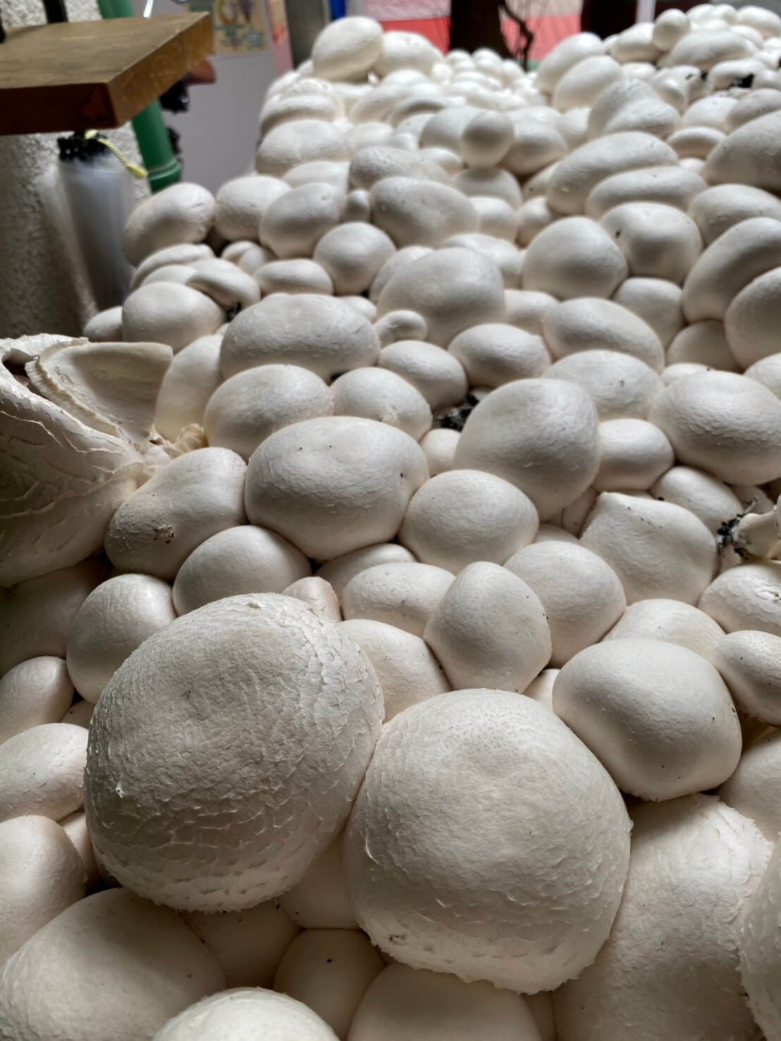 マッシュルームトーキョー MUSHROOMTOKYO 11th party 表参道 マッシュルーム摘み取り風景04