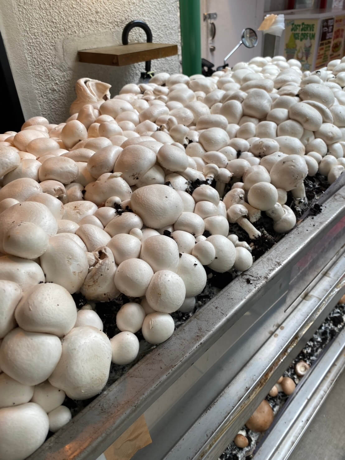 マッシュルームトーキョー MUSHROOMTOKYO 11th party 表参道 マッシュルーム摘み取り風景04