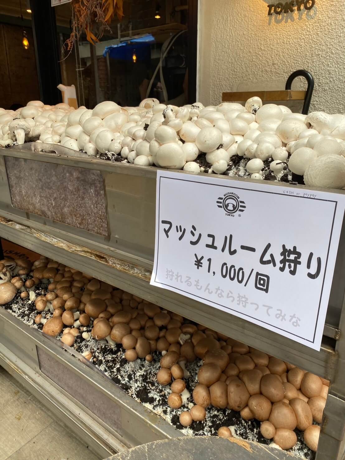 マッシュルームトーキョー MUSHROOMTOKYO 11th party 表参道 マッシュルーム摘み取り風景04