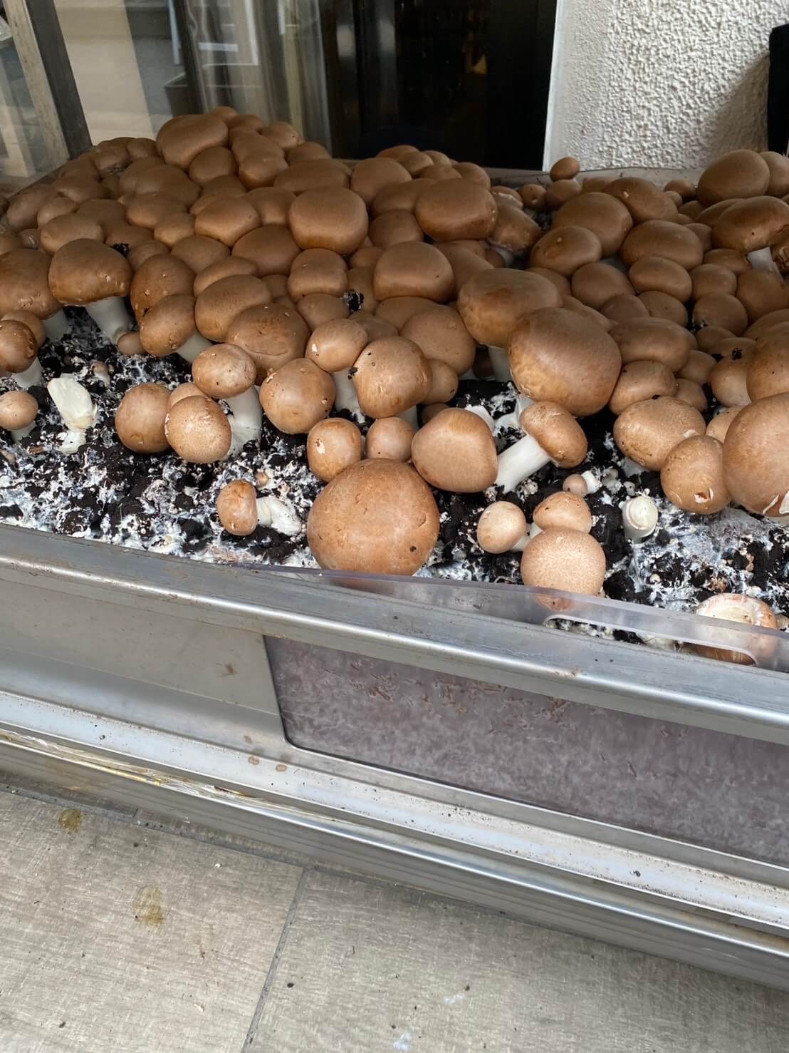 マッシュルームトーキョー MUSHROOMTOKYO 11th party 表参道 マッシュルーム摘み取り風景04