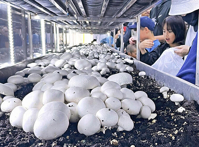 島人マッシュルーム｜生産から料理へ。沖縄と東京をつなぐマッシュルーム愛